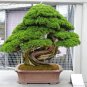 30 Seeds Bonsai Japanese Red Cedar - Cryptomeria Japonica