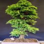 30 Seeds Bonsai Japanese Red Cedar - Cryptomeria Japonica