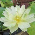 1 Seeds Very Rare White Nelumbo Nucifera Lotus Flower with Green End Seeds