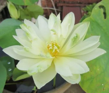 1 Seeds Very Rare White Nelumbo Nucifera Lotus Flower with Green End Seeds
