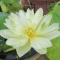 1 Seeds Very Rare White Nelumbo Nucifera Lotus Flower with Green End Seeds