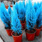 50 Seeds Italian Blue Cypress Tree Indoor Outdoor Desk Ornamental Plants
