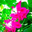 10 Seeds Heirloom Multi-petalled Purple Morning Glory Ipomoea Nil Annual Flower