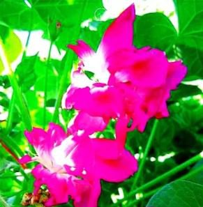10 Seeds Heirloom Multi-petalled Purple Morning Glory Ipomoea Nil Annual Flower