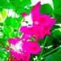 10 Seeds Heirloom Multi-petalled Purple Morning Glory Ipomoea Nil Annual Flower