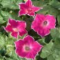 10 Seeds Heirloom Multi-petalled Purple Morning Glory Ipomoea Nil Annual Flower