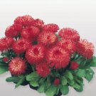 30 Seeds Heirloom Dark Red Daisy Bellis Perennis Flower Seeds