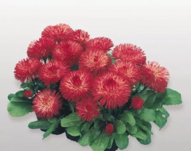 30 Seeds Heirloom Dark Red Daisy Bellis Perennis Flower Seeds