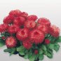 30 Seeds Heirloom Dark Red Daisy Bellis Perennis Flower Seeds