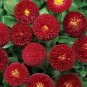 30 Seeds Heirloom Dark Red Daisy Bellis Perennis Flower Seeds