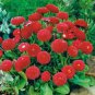 30 Seeds Heirloom Dark Red Daisy Bellis Perennis Flower Seeds