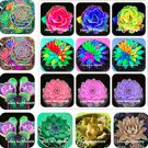 100 Seeds Rainbow Succulent Bonsai Seedling Perennial Office Mini Bonsai Plant