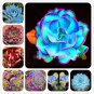 100 Seeds Rainbow Succulent Bonsai Seedling Perennial Office Mini Bonsai Plant