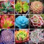 100 Seeds Rainbow Succulent Bonsai Seedling Perennial Office Mini Bonsai Plant