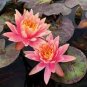 1 Seeds Middle Pink FUYANG Water Lily Pond Flower Seed