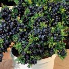 15 Seeds Feral Blueberry W/ High Nutritional Value