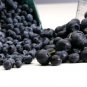 15 Seeds Feral Blueberry W/ High Nutritional Value