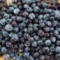 15 Seeds Feral Blueberry W/ High Nutritional Value