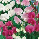 8 Seeds Heirloom Mixed Latifolius Sweet Pea