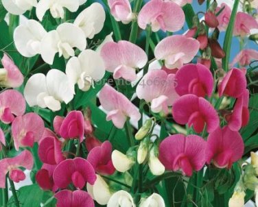 8 Seeds Heirloom Mixed Latifolius Sweet Pea