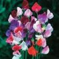 8 Seeds Heirloom Mixed Latifolius Sweet Pea