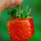 100 Seeds New Variety Rarest Square Red Strawberry F1 Seeds