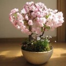 10 Seeds Pieces Sakura DIY home garden bonsai flower