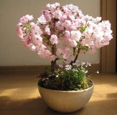 10 Seeds Pieces Sakura DIY home garden bonsai flower