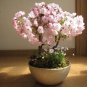 10 Seeds Pieces Sakura DIY home garden bonsai flower
