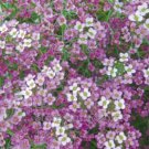 50 SeedsWhite Spice Snowball Flower Seeds Original Package