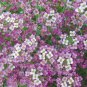 50 SeedsWhite Spice Snowball Flower Seeds Original Package