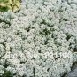 50 SeedsWhite Spice Snowball Flower Seeds Original Package