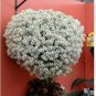 50 SeedsWhite Spice Snowball Flower Seeds Original Package