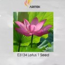 1 seeds Dark Red Strong Fragrant Nelumbo Nucifera Lotus Flower Seeds