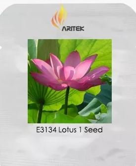 1 seeds Dark Red Strong Fragrant Nelumbo Nucifera Lotus Flower Seeds