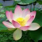 1 seeds Dark Red Strong Fragrant Nelumbo Nucifera Lotus Flower Seeds