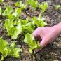 120 Seeds American Fast-growing Lettuce Seeds Original Pack
