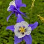 55 Seeds Blue Columbines Aquilegia Seeds Balcony Bonsai Plant Flowers