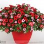 100 seeds Park's Glamorous Girl Mixed Garden Paetuni Seeds