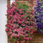 100 seeds Park's Glamorous Girl Mixed Garden Paetuni Seeds
