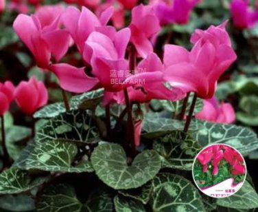 5 Seeds Florist's Cyclamen Rose Red Flowers (Cyciamen persicum) Seeds