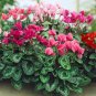 5 Seeds Florist's Cyclamen Rose Red Flowers (Cyciamen persicum) Seeds