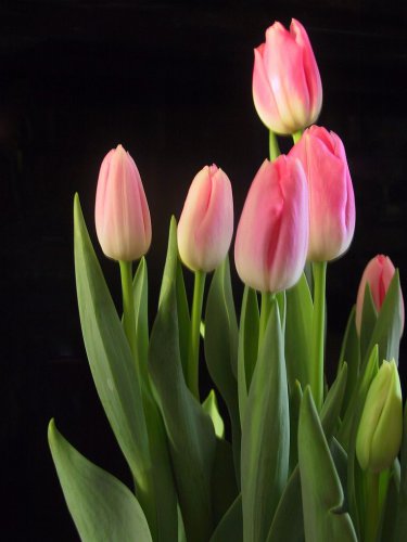 200 Seeds Rare Color Ice Cream Tulip Flower Tulipagesneriana Tulipanes Bonsai