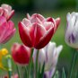 200 Seeds Rare Color Ice Cream Tulip Flower Tulipagesneriana Tulipanes Bonsai