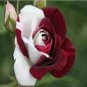 50 seeds New 'Zampa' Dust Rose Bi-Color Bonsai Flowers