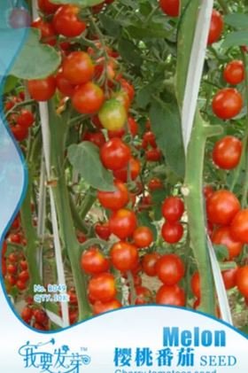 10 seeds Very Sweet Red Cherry Tomato 'Hong Gu Niang' Organic Seeds