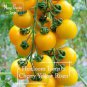 30 seeds Rare Heirloom Yellow 'Pearl' Cherry Tomato Organic Seeds