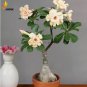 2 seeds Heirloom 'Ge Linhua' Desert Rose Yellow Adenium Bonsai