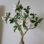 2 seeds Heirloom 'Ge Linhua' Desert Rose Yellow Adenium Bonsai