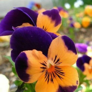 100 Seeds Mexican pansy Wavy Viola Tricolor Flower